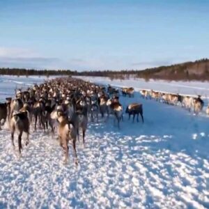 the-sami-people-reindeer-herders-7